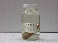 藏品(囊頭鮋)的圖片